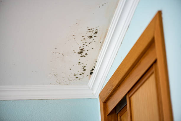 Best Emergency Mold Removal  in East Grand Forks, MN