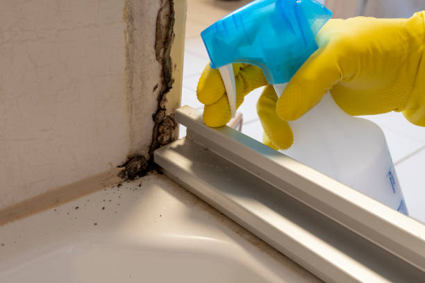 Best Local Mold Removal Service  in East Grand Forks, MN