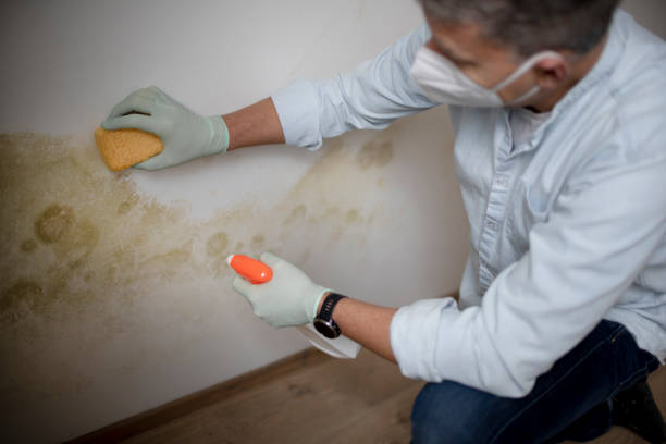 Best Attic Mold Removal  in East Grand Forks, MN